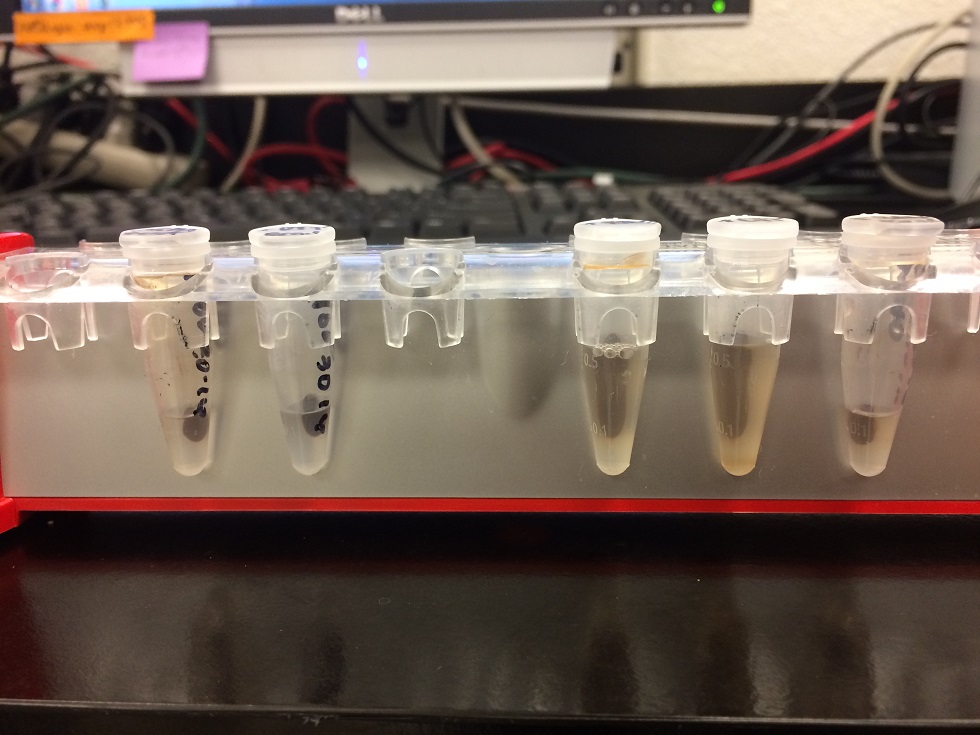 Streptavidin Coated Magnetic Beads | Biocompare.com Kit